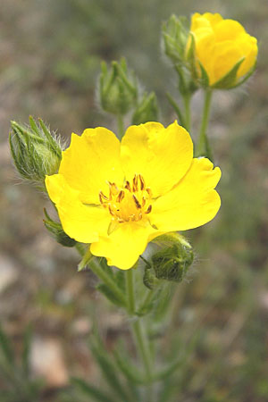 Potentilla hirta \ Rauhaariges Fingerkraut / Hairy Cinquefoil, F Causse de Blandas 30.5.2009