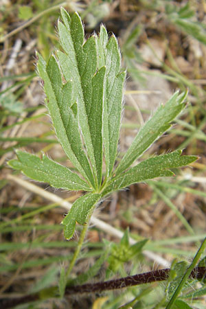 Potentilla hirta \ Rauhaariges Fingerkraut / Hairy Cinquefoil, F Causse de Blandas 30.5.2009