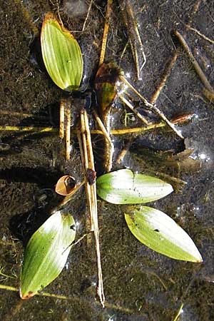 Potamogeton polygonifolius \ Knterich-Laichkraut, F Bitche 28.7.2009