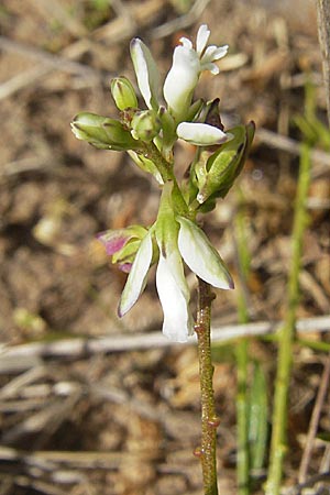 Polygala vulgaris \ Gewhnliche Kreuzblume, Gewhnliches Kreuzblmchen / Common Milkwort, F Bitche 10.7.2010