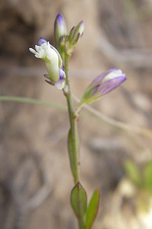 Polygala vulgaris \ Gewhnliche Kreuzblume, Gewhnliches Kreuzblmchen / Common Milkwort, F Bitche 10.7.2010