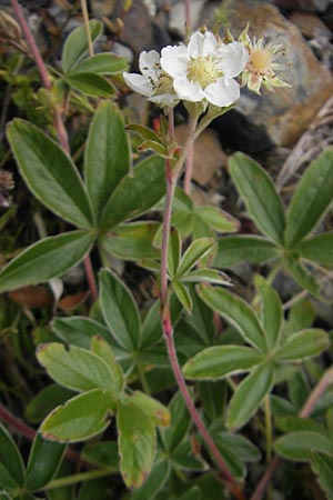 Potentilla alchemilloides \ Weies Pyrenen-Fingerkraut, F Pyrenäen, Gourette 25.8.2011