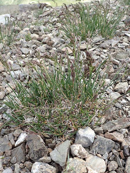 Poa molinerii \ Inneralpen-Rispengras / Molineri's Grass, F Col de la Bonette 8.7.2016