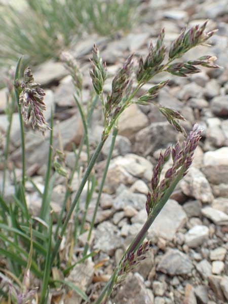 Poa molinerii \ Inneralpen-Rispengras / Molineri's Grass, F Col de la Bonette 8.7.2016