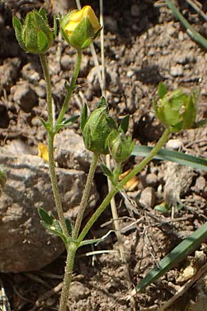 Potentilla pyrenaica \ Pyrenen-Fingerkraut, F Pyrenäen, Canigou 24.7.2018