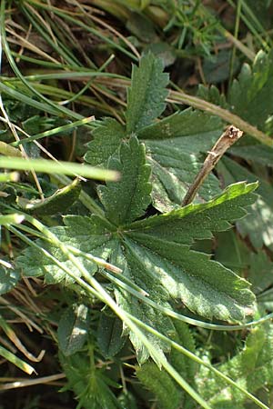 Potentilla pyrenaica \ Pyrenen-Fingerkraut / Pyrenean Cinquefoil, F Pyrenäen/Pyrenees, Canigou 24.7.2018