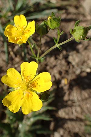 Potentilla pyrenaica / Pyrenean Cinquefoil, F Pyrenees, Canigou 24.7.2018