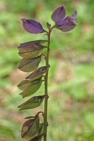 Polygala comosa / Tufted Milkwort, F Pyrenees, Canigou 24.7.2018