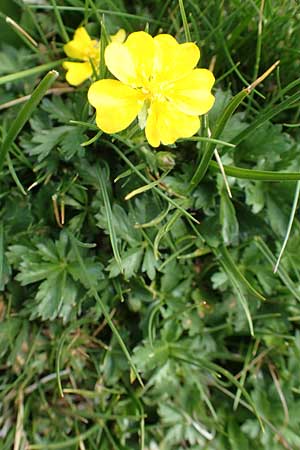 Potentilla pyrenaica \ Pyrenen-Fingerkraut, F Pyrenäen, Puigmal 1.8.2018