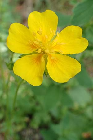 Potentilla pyrenaica \ Pyrenen-Fingerkraut, F Pyrenäen, Eyne 4.8.2018