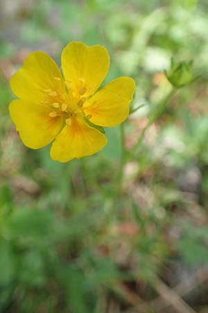 Potentilla pyrenaica \ Pyrenen-Fingerkraut, F Pyrenäen, Eyne 4.8.2018