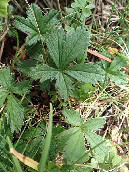 Potentilla pyrenaica \ Pyrenen-Fingerkraut / Pyrenean Cinquefoil, F Pyrenäen/Pyrenees, Eyne 4.8.2018