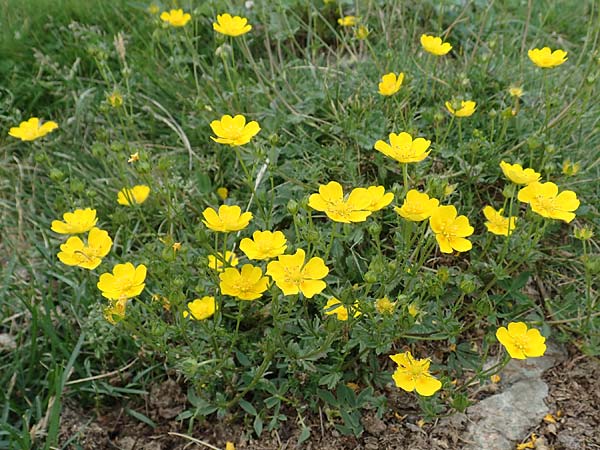 Potentilla pyrenaica \ Pyrenen-Fingerkraut / Pyrenean Cinquefoil, F Pyrenäen/Pyrenees, Eyne 4.8.2018