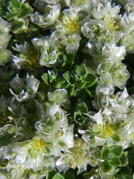 Paronychia polygonifolia \ Knterich-Nagelkraut / Knotgrass-Leaved Nailwort, F Col de Lautaret Botan. Gar. 28.6.2008