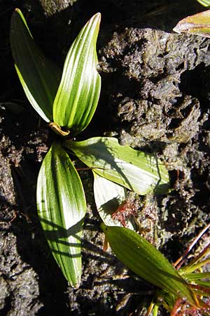 Potamogeton polygonifolius \ Knterich-Laichkraut, F Bitche 8.9.2012