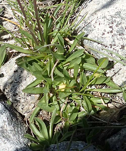 Phyteuma globulariifolium subsp. pedemontanum \ Piemonteser Teufelskralle / Piemont Rampion, F Col de la Cayolle 9.7.2016