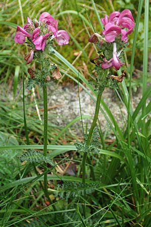 Pedicularis pyrenaica \ Pyrenen-Lusekraut / Pyrenean Lousewort, F Pyrenäen/Pyrenees, Mont Llaret 31.7.2018