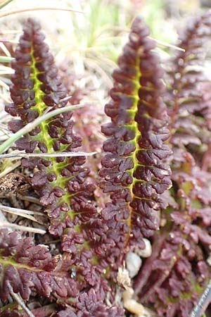 Pedicularis pyrenaica \ Pyrenen-Lusekraut / Pyrenean Lousewort, F Pyrenäen/Pyrenees, Mont Llaret 31.7.2018