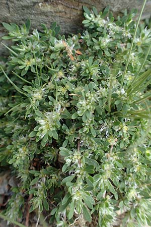Paronychia polygonifolia \ Knterich-Nagelkraut / Knotgrass-Leaved Nailwort, F Pyrenäen/Pyrenees, Puigmal 1.8.2018