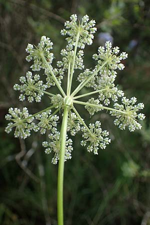 Peucedanum palustre / Marsh Hog's Parsley, Milk Parsley, F Bitche 15.8.2021