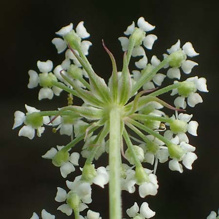 Peucedanum palustre / Marsh Hog's Parsley, Milk Parsley, F Bitche 15.8.2021