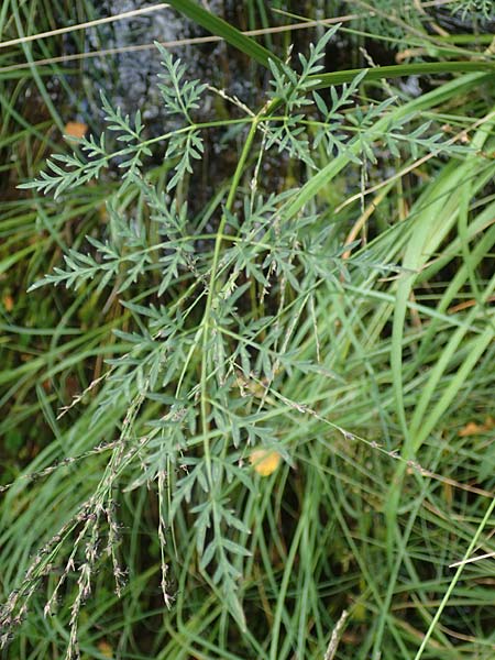 Peucedanum palustre / Marsh Hog's Parsley, Milk Parsley, F Bitche 15.8.2021