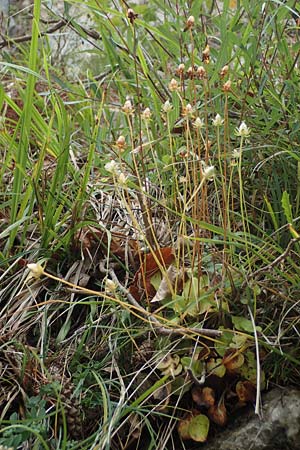 Parnassia palustris \ Sumpf-Herzblatt, Studentenröschen / Grass of Parnassus, F St. Disdier 9.10.2021