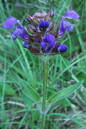 Prunella grandiflora \ Groe Braunelle, F Dept. Aveyron,  Fondamente 8.6.2006