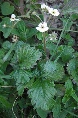 Potentilla rupestris \ Felsen-Fingerkraut, F Mont Aigoual 8.6.2006