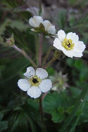 Potentilla rupestris \ Felsen-Fingerkraut, F Mont Aigoual 8.6.2006