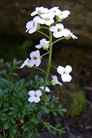 Hornungia alpina \ Alpen-Steinkresse / Pritzelago, F Pyrenäen/Pyrenees, Eyne 25.6.2008