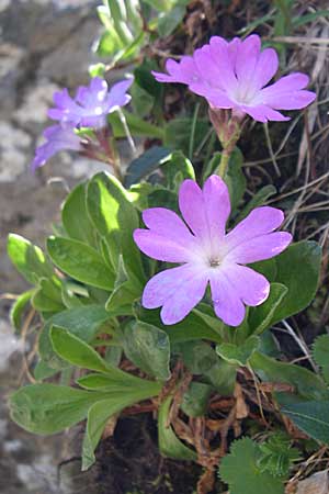 Primula integrifolia / Entire-Leaved Primrose, F Pyrenees, Eyne 25.6.2008