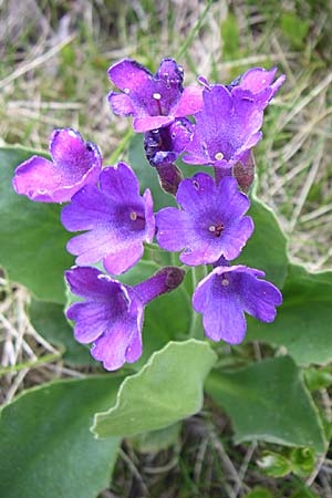 Primula latifolia / Viscid Primrose, F Pyrenees, Eyne 25.6.2008