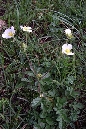 Potentilla rupestris \ Felsen-Fingerkraut / Rock Cinquefoil, F Pyrenäen/Pyrenees, Puymorens 26.6.2008