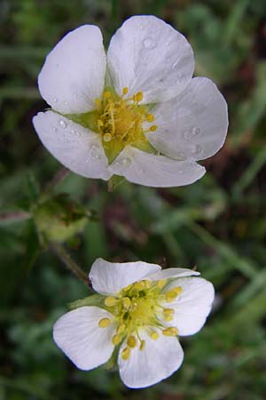 Potentilla rupestris \ Felsen-Fingerkraut / Rock Cinquefoil, F Pyrenäen/Pyrenees, Puymorens 26.6.2008