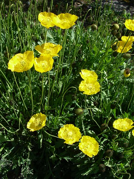 Papaver rhaeticum \ Gelber Alpen-Mohn, Rtischer Alpen-Mohn / Yellow Alpine Poppy, F Col de Lautaret Botan. Gar. 28.6.2008