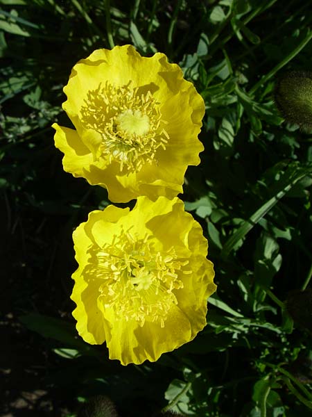 Papaver rhaeticum / Yellow Alpine Poppy, F Col de Lautaret Botan. Gar. 28.6.2008