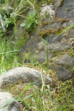 Phleum rhaeticum \ Rtisches Alpen-Lieschgras / Rhaetian Cat's-Tail, F Pyrenäen/Pyrenees, Canigou 24.7.2018