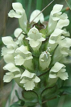 Prunella laciniata \ Weie Braunelle, F Pyrenäen, Montferrer 28.6.2000