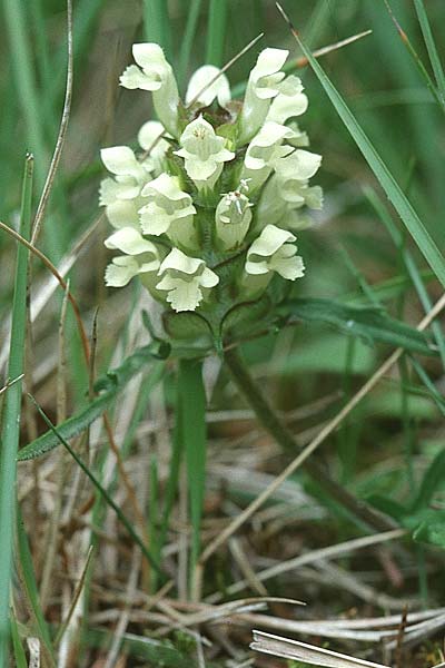 Prunella laciniata \ Weie Braunelle, F Pyrenäen, Montferrer 28.6.2000