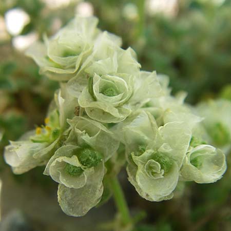 Paronychia kapela subsp. serpyllifolia \ Quendelblttriges Nagelkraut / Silver Nailwort, F Pyrenäen/Pyrenees, Eyne, Museum-Garden 26.6.2008