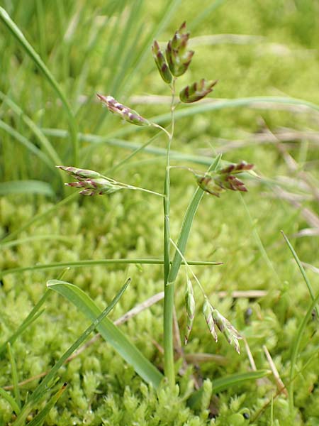 Poa supina / Supina Blue Grass, F Col de la Bonette 8.7.2016