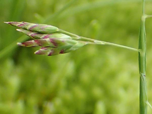 Poa supina \ Niedriges Rispengras, Lger-Rispengras, F Col de la Bonette 8.7.2016