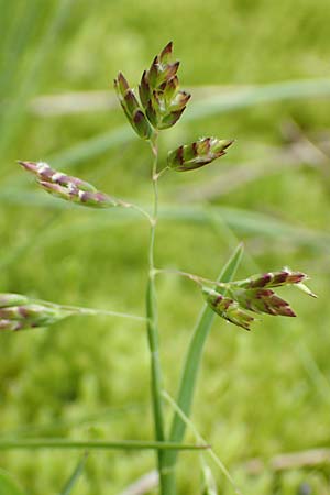 Poa supina / Supina Blue Grass, F Col de la Bonette 8.7.2016