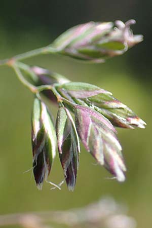 Poa alpina \ Alpen-Rispengras / Alpine Meadow Grass, F Pyrenäen/Pyrenees, Mont Louis 3.8.2018