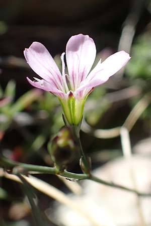 Petrorhagia saxifraga / Tunic Flower, F Col de Vence 7.10.2021