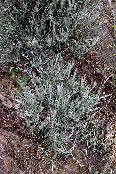 Phagnalon sordidum \ Mehrkpfige Steinimmortelle / Many-Headed Phagnalon, F S. Sauveur-sur-Tinée 30.4.2023