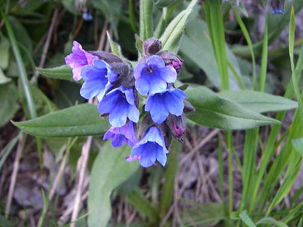 Pulmonaria angustifolia \ Schmalblttriges Lungenkraut / Narrow-Leaved Lungwort, F Col du Galibier 21.6.2008