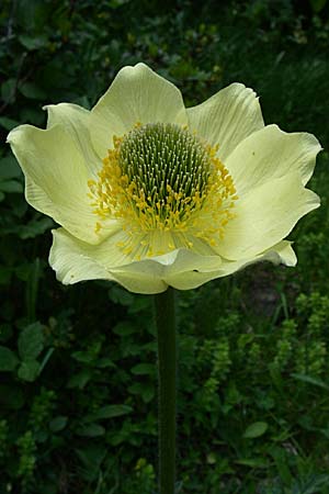 Pulsatilla alpina subsp. apiifolia \ Gelbe Kuhschelle, Schwefel-Anemone, F Pyrenäen, Eyne 25.6.2008