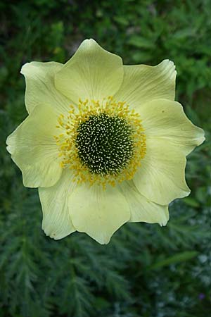 Pulsatilla alpina subsp. apiifolia \ Gelbe Kuhschelle, Schwefel-Anemone / Yellow Alpine Pasque-Flower, F Pyrenäen/Pyrenees, Eyne 25.6.2008